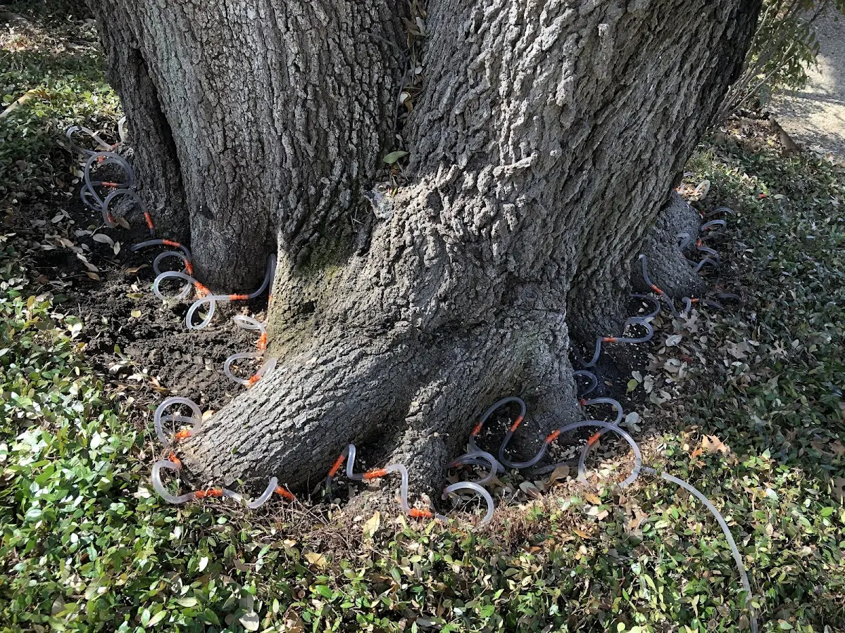Detailed Tree Cabling and Bracing job site in Greencastle