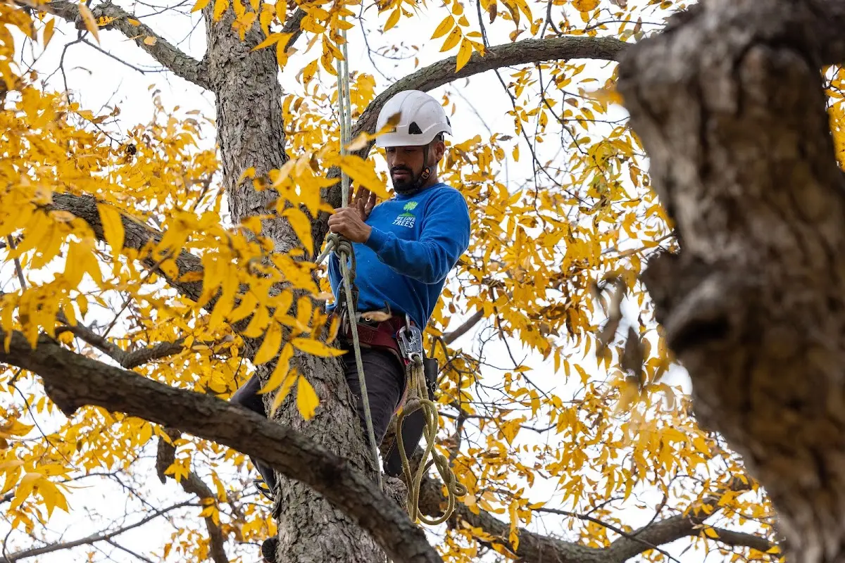 Skilled Storm Damage Cleanup crew working in Greencastle