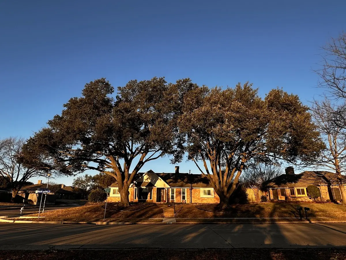 Established residential canopy tree shading a home in Greencastle